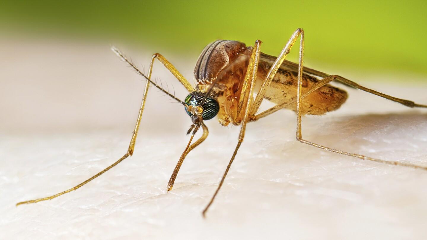 Western virus events usually pass, quick health warning |AP News