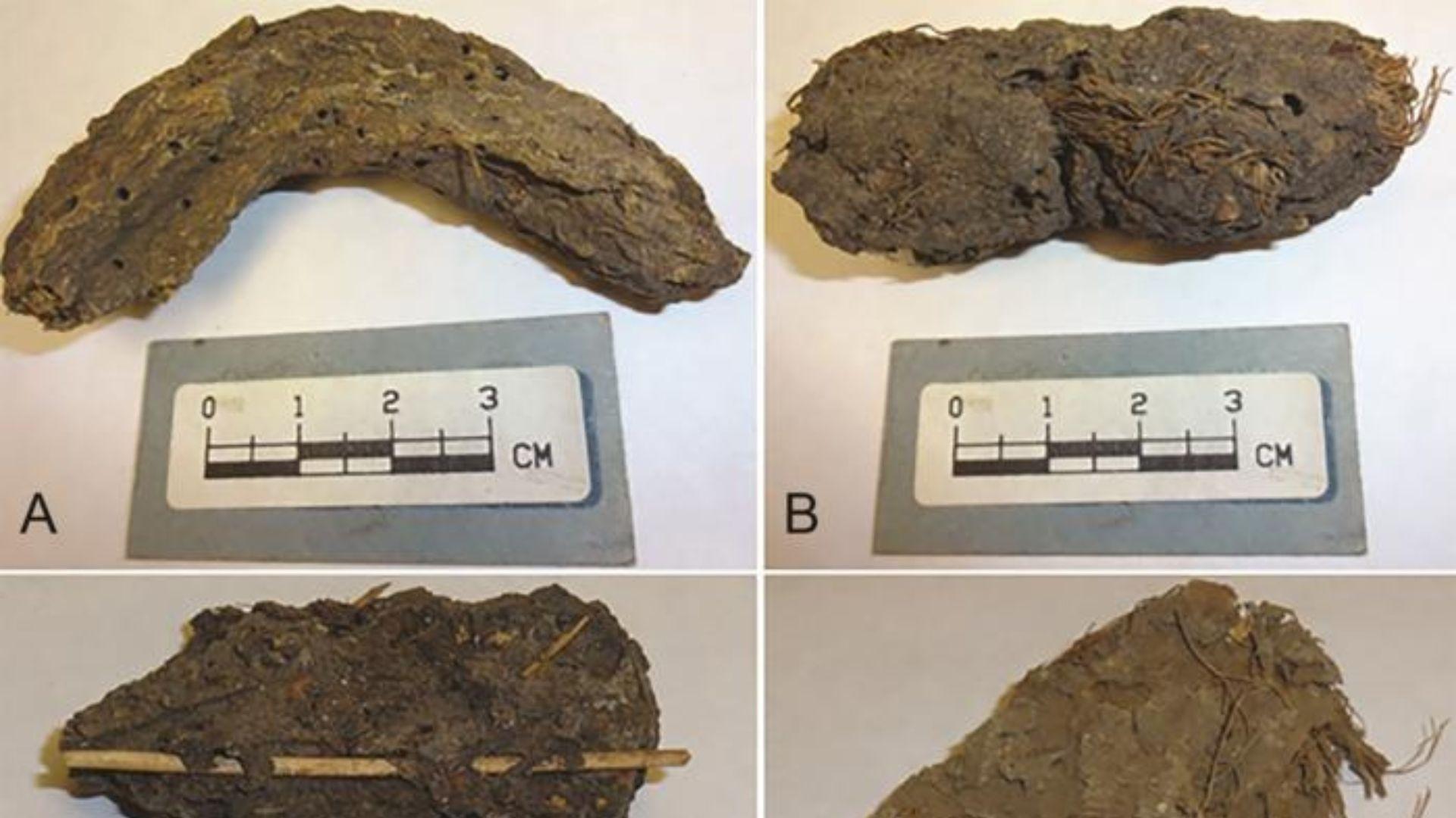 1,300-year-old dried feces reveal diseases that affected early Mexico