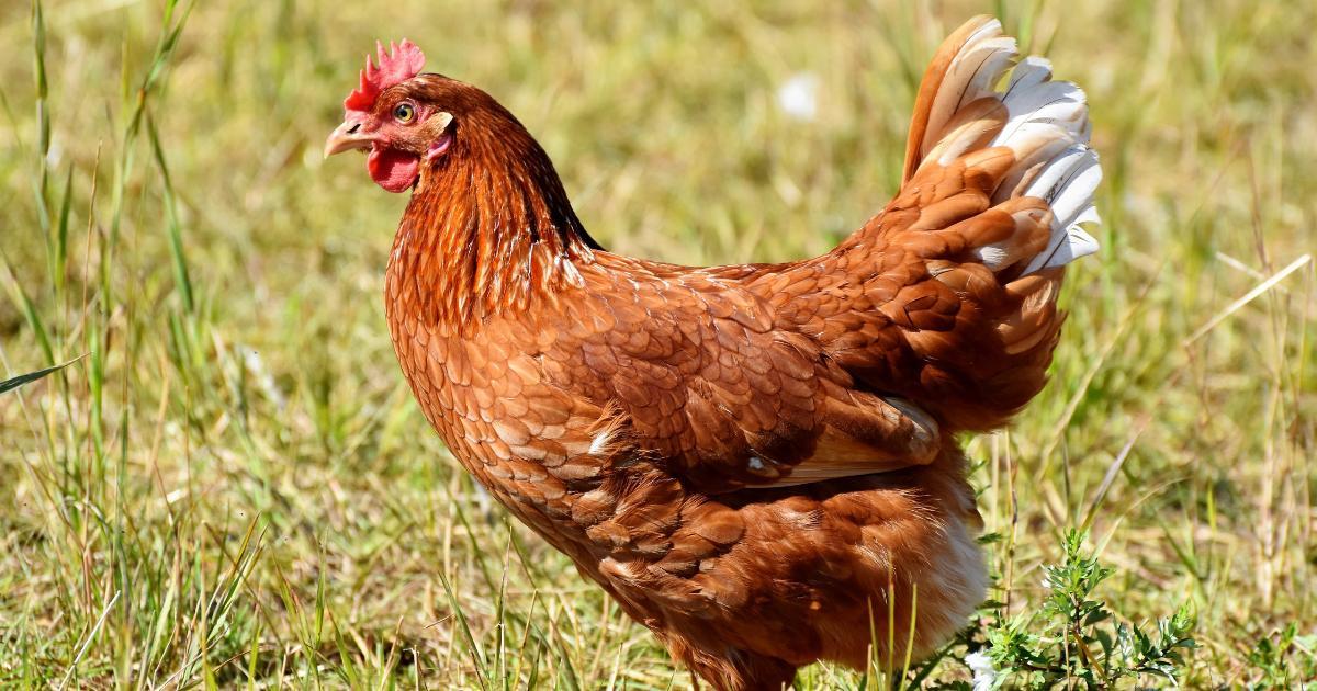A new case of bird flu has been detected at the Milford Haven Milford Mercury location