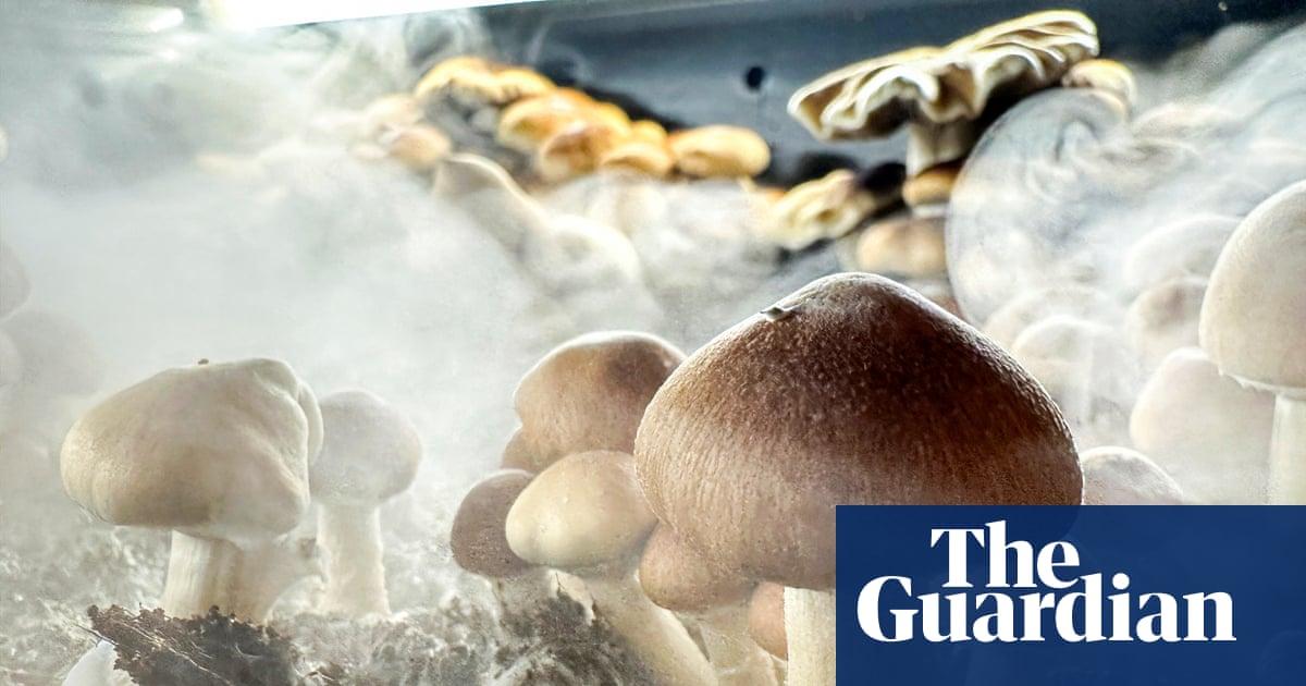 Psychedelic therapies show promise for OCD, while cannabis shows no promise | Obsessive-compulsive d...